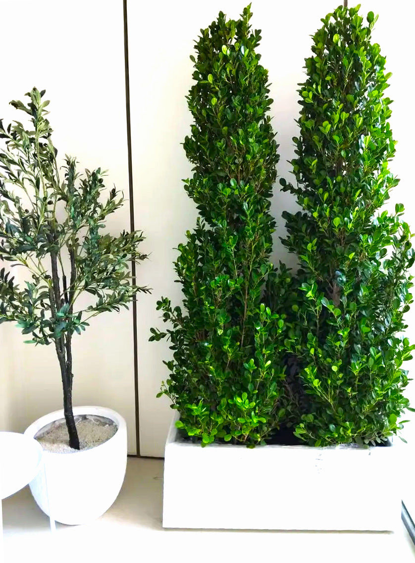 Ficus Cone (1.8m to 2m) in Fiber Glass Pot(100x40x40)