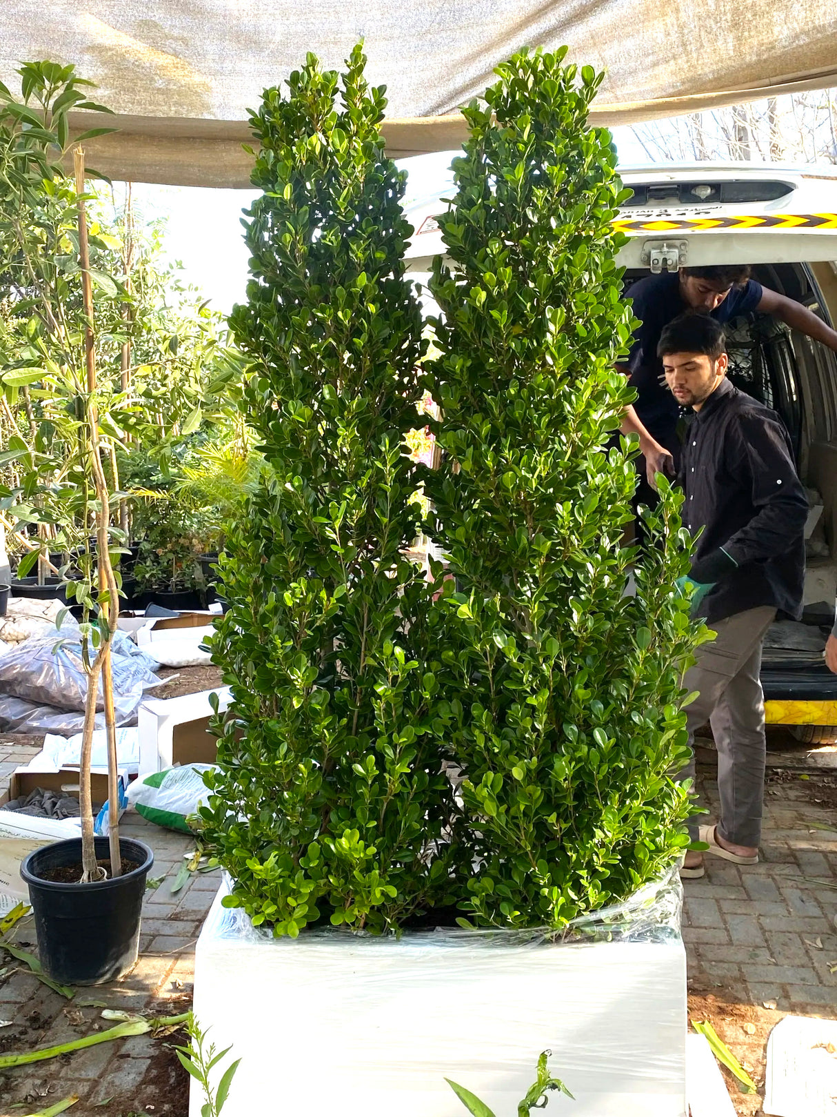 Ficus Cone (1.8m to 2m) in Fiber Glass Pot(100x40x40)