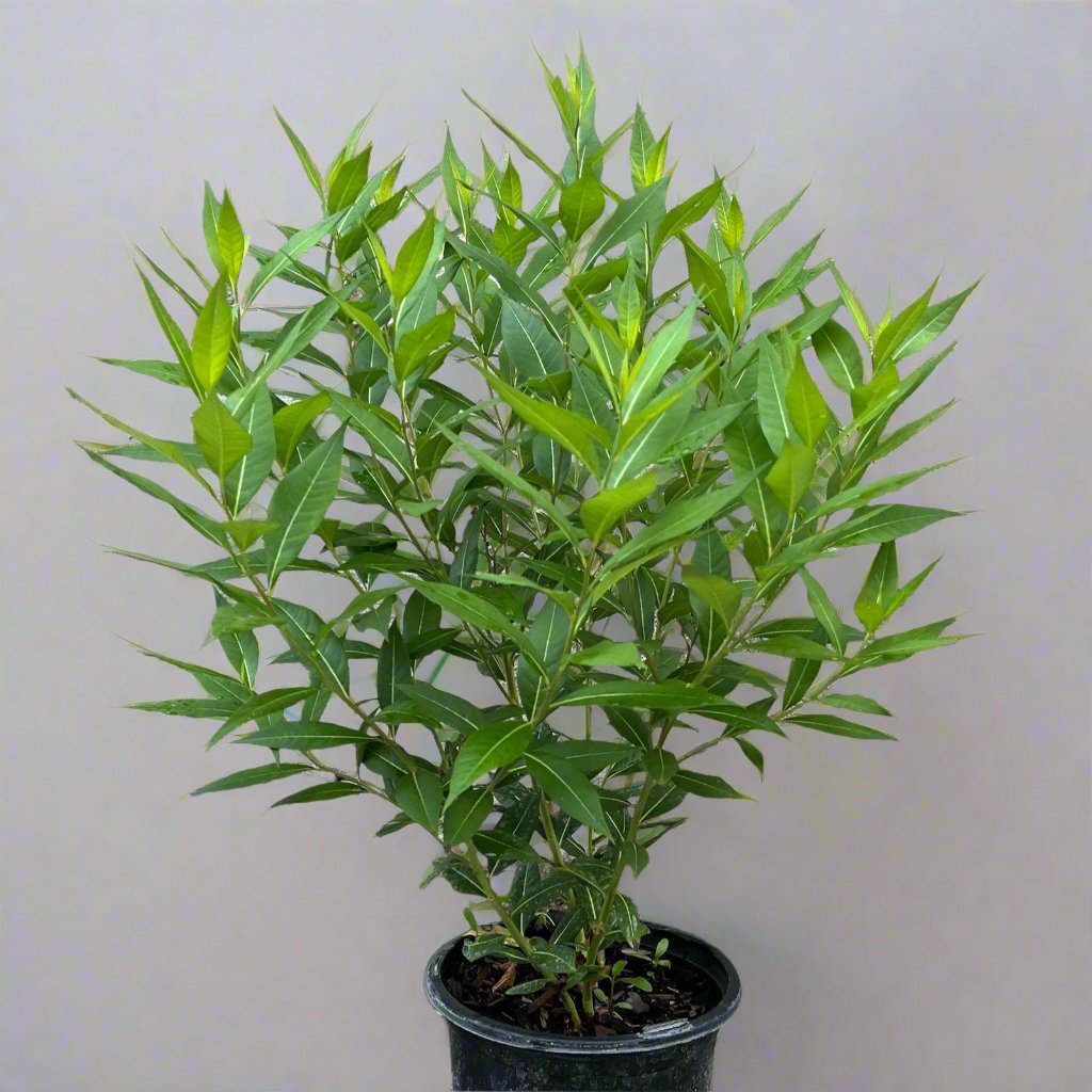 Conocarpus erectus 'Saudi' or Damas tree دمس