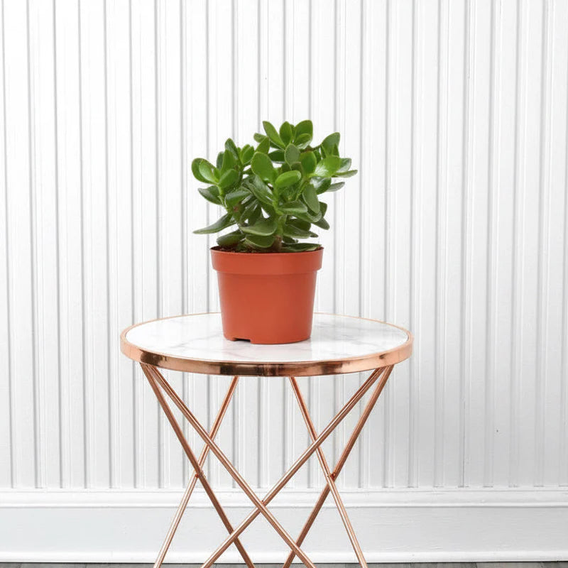 Crassula ovata (Dollar Plant, Jade Plant, Jade Tree, Money Tree)