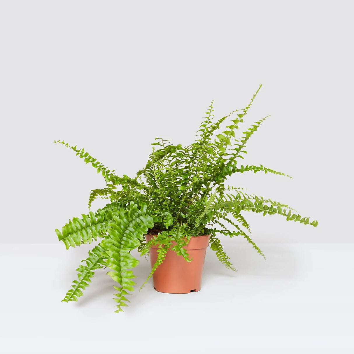 Nephrolepis exaltata "Green Lady", Boston Fern or Sword Fern