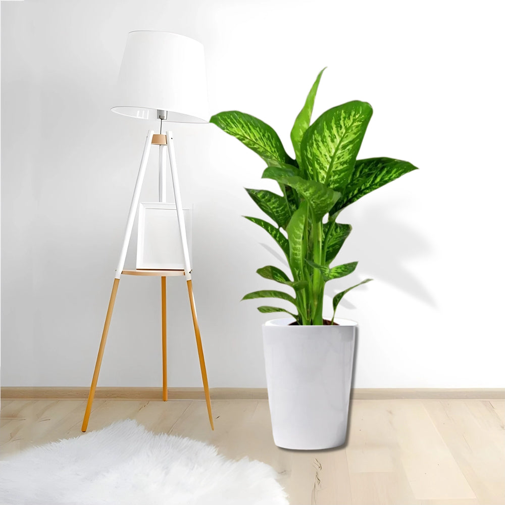 Dieffenbachia seguine Or Tropic Snow