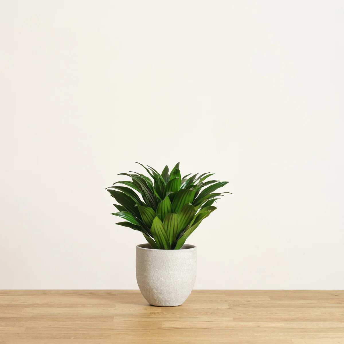 Dracaena Compacta Small