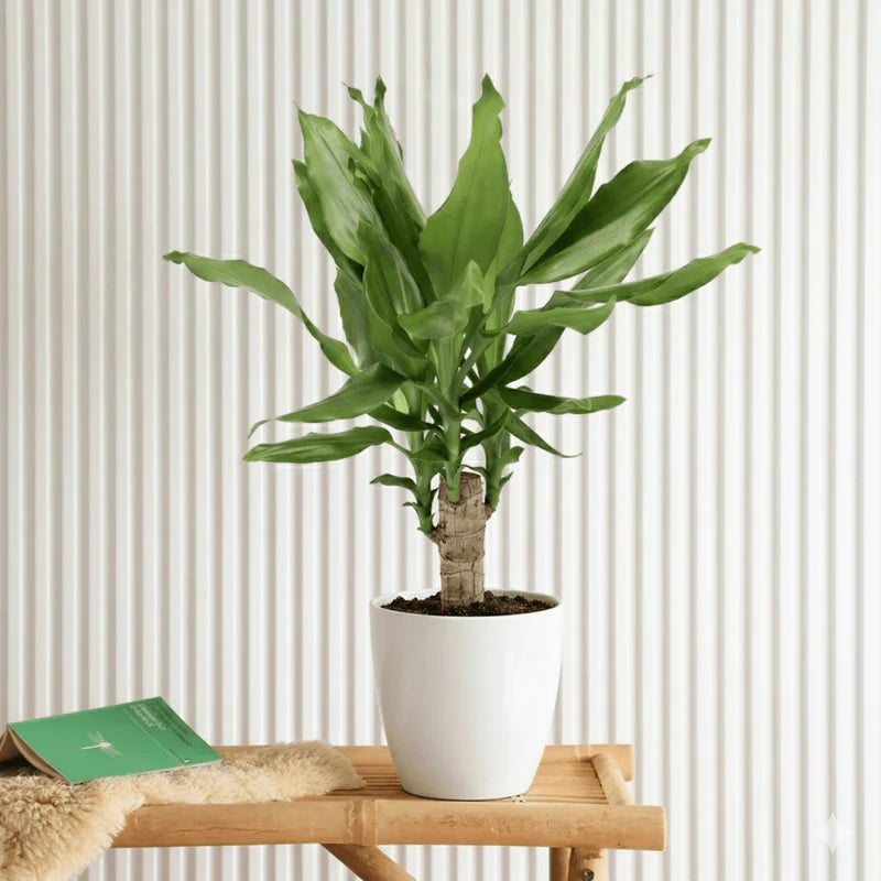 Dracaena Fragrans Green Mini | Massangeana Green Mini 30-40cm