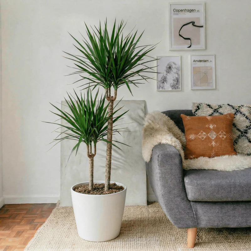 Dracaena Marginata | Dubai's Best Houseplant!