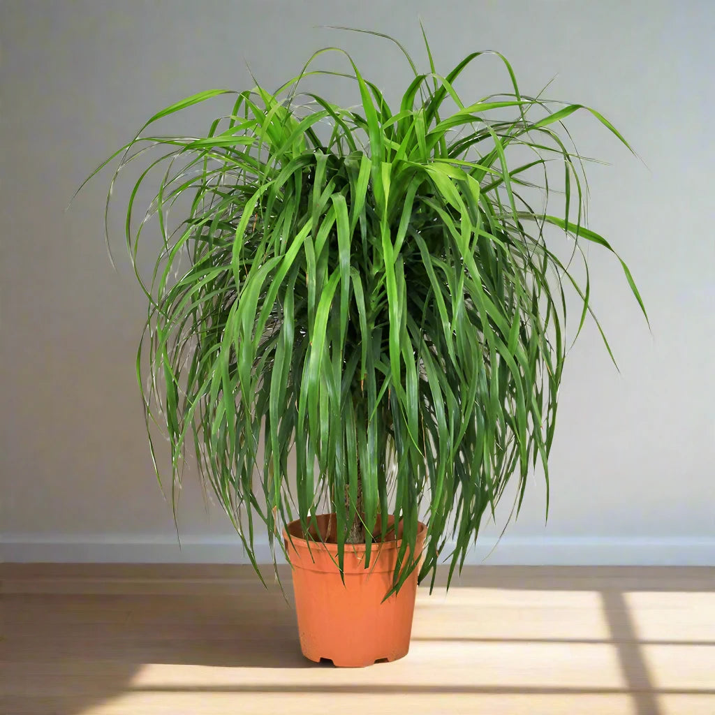 Dragon Tree - Dracaena Draco | Dubai's Gardens Pick!