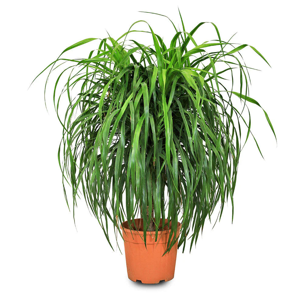 Dracaena draco Order Online in UAE