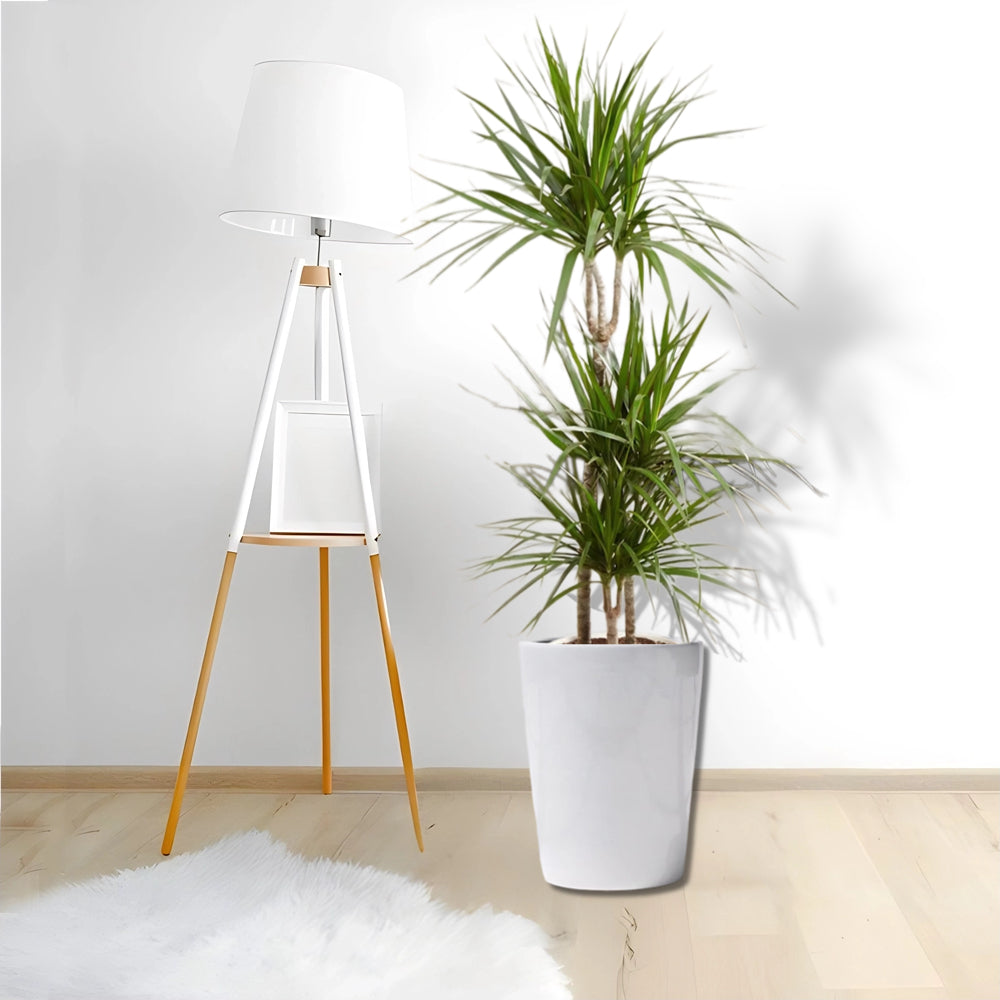 Dracaena Marginata (Crimson Dragon Tree)