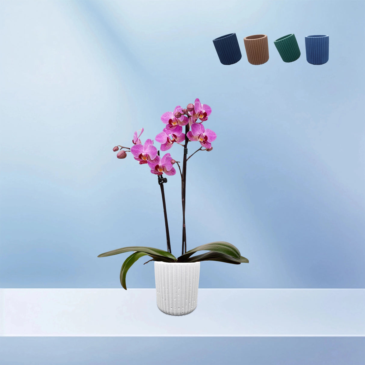 Sharon Ribbed Flower Pot: Dimensions: 7.5 cm x 9 cm (Diameter x Height)