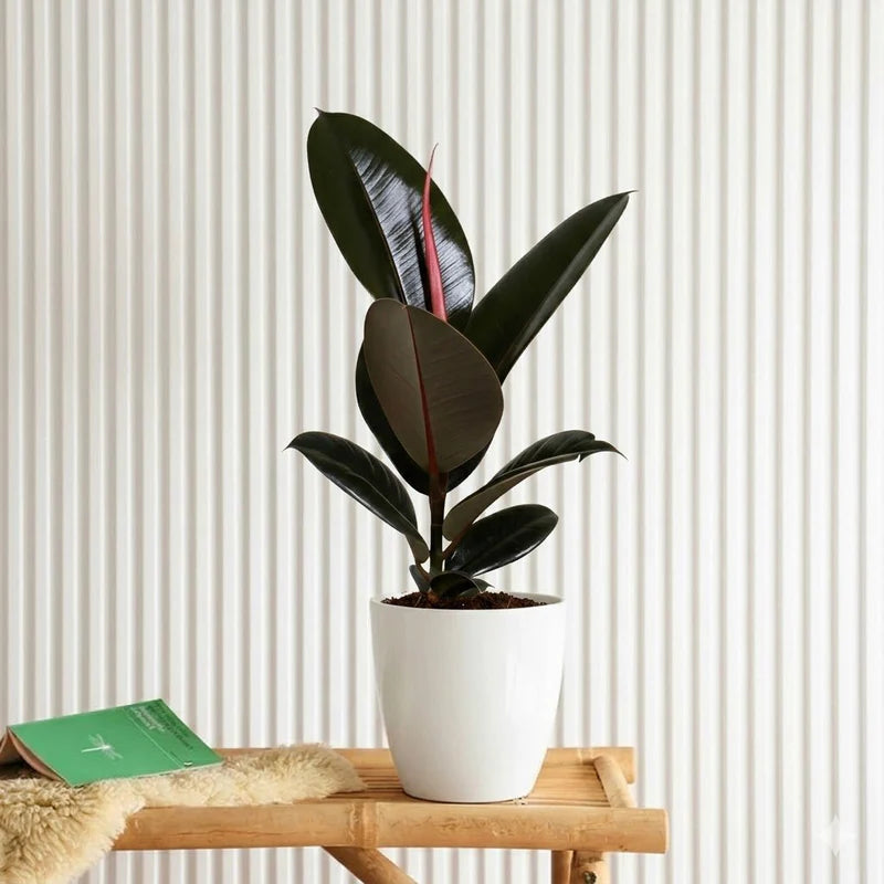 Ficus elastic Abidjan 30 – 40cm