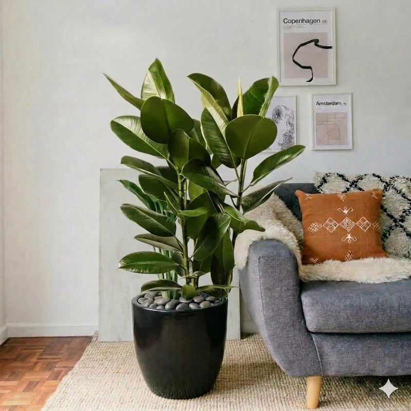 Ficus Elastica "Abidjan" - Rubber Plant (Holland) 80-100cm | UAE's Best Houseplant!