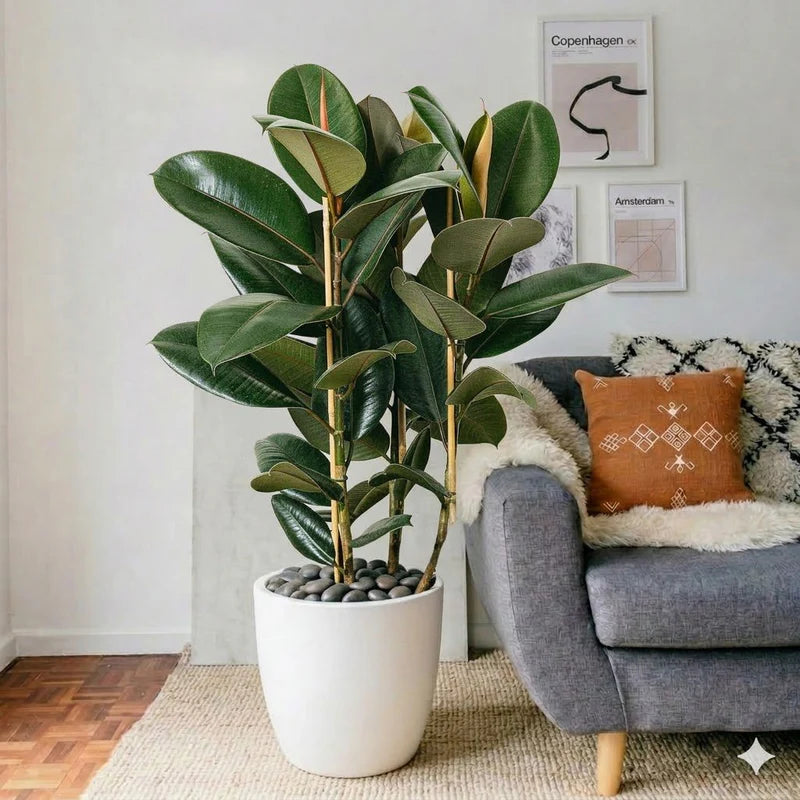 Ficus Elastica "Abidjan" - Rubber Plant (Holland) 80-100cm | UAE's Best Houseplant!