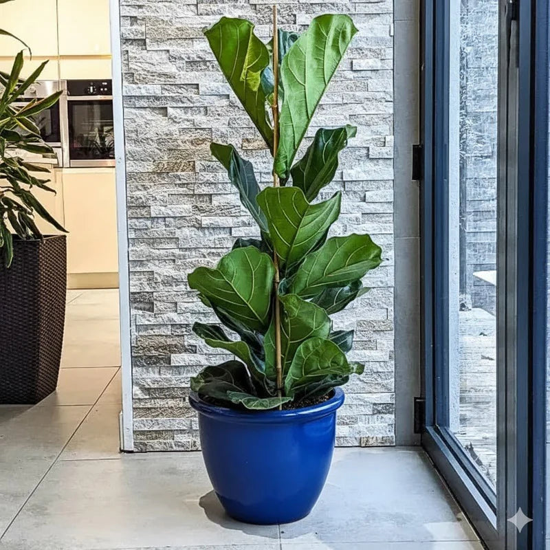 Ficus Lyrata or Fiddle Leaf Fig | Dubai's iconic Plant!