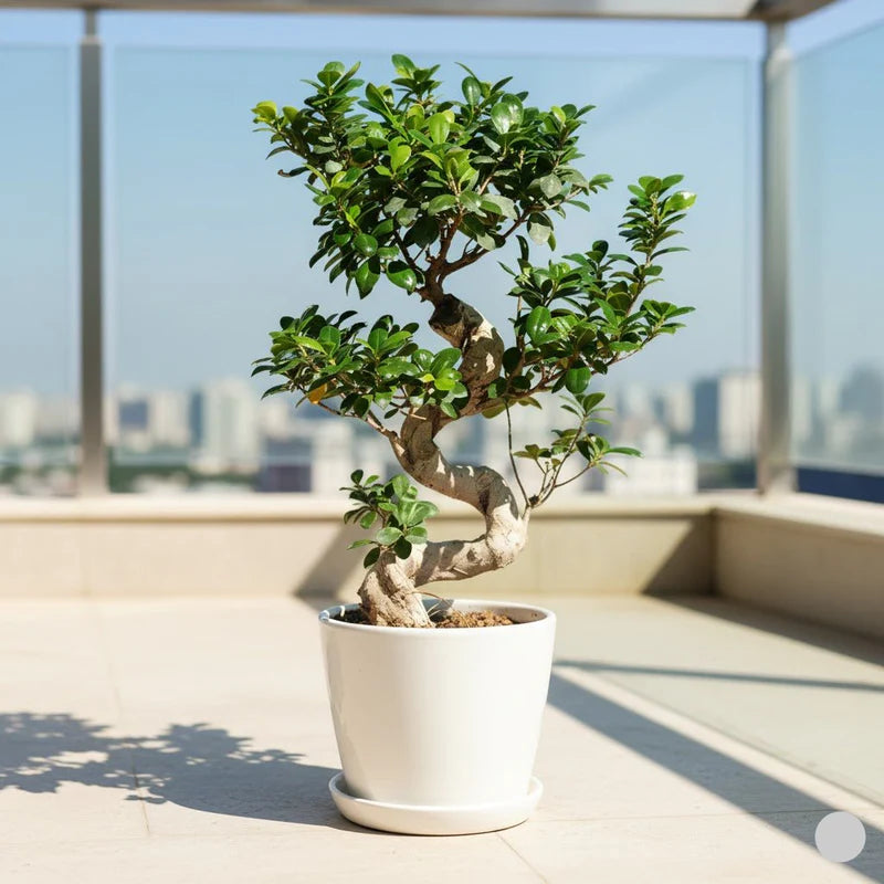 Ficus "S" Bonsai 50 - 70cm