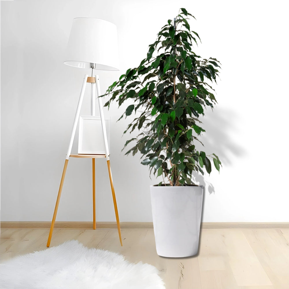 Ficus benjamina 'Danielle' Holland