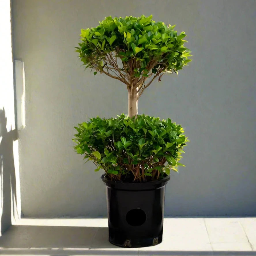 Ficus diversifolia "Two Heads"