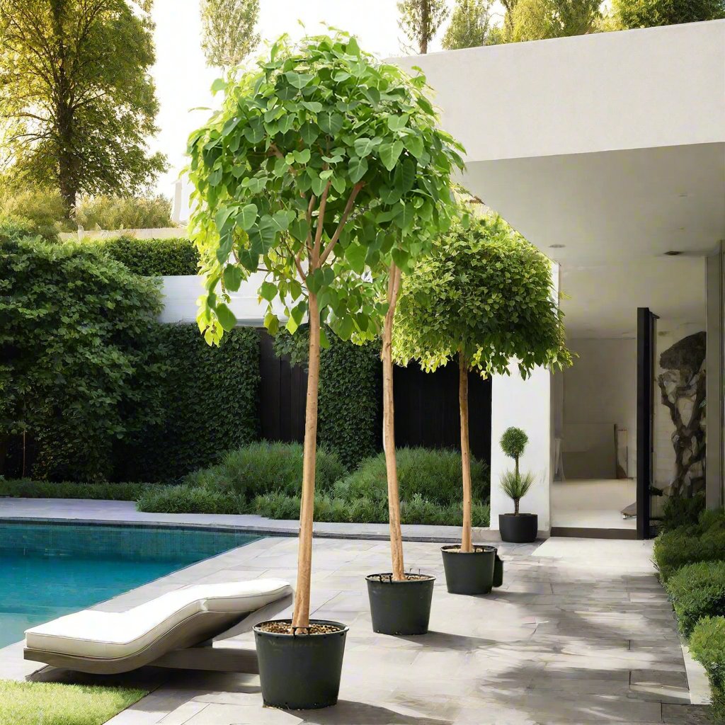 Ficus religiosa "Sacred Fig Tree"