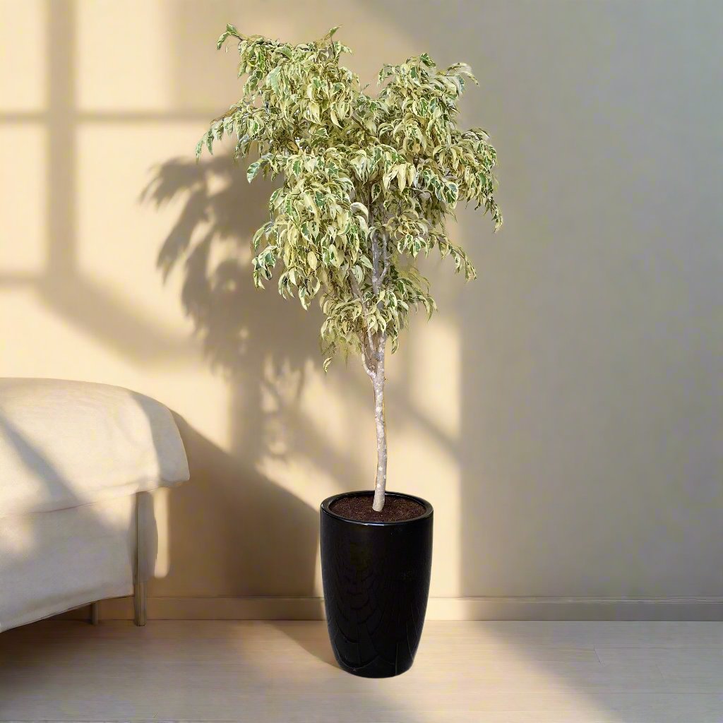 Ficus benjamina variegata "Variegated Weeping Fig" 35 - 50cm