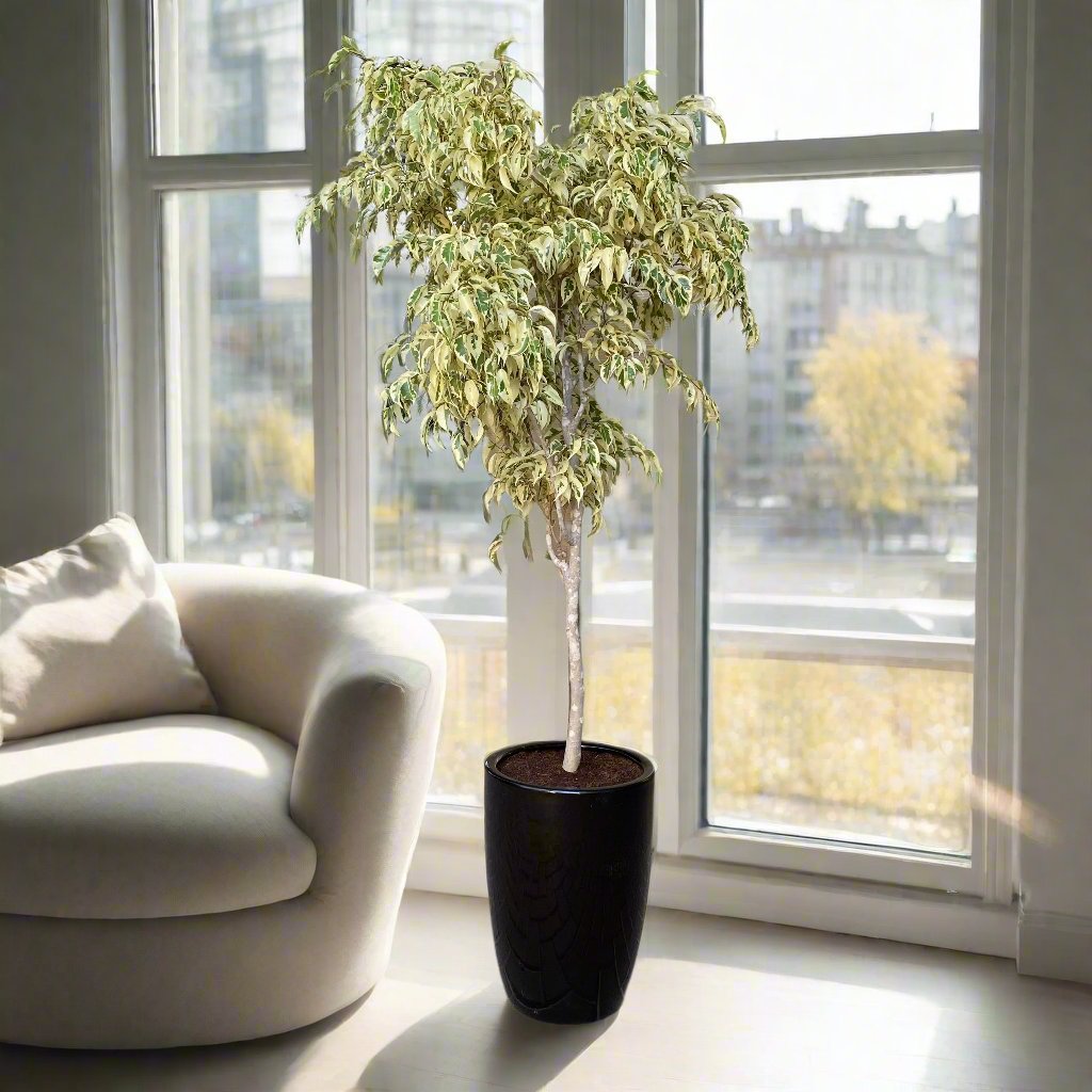 Ficus benjamina variegata "Variegated Weeping Fig" 35 - 50cm