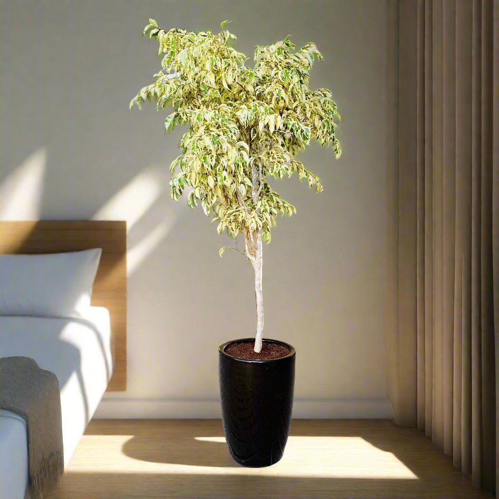 Ficus benjamina variegata "Variegated Weeping Fig" 35 - 50cm