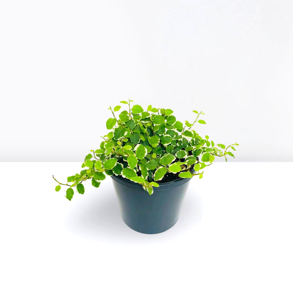 Ficus pumila- Creeping fig "Varigated"