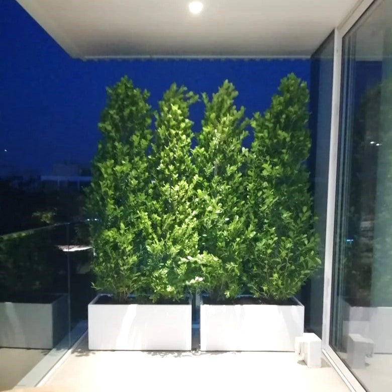 Ficus Cone (1.8m to 2m) in Fiber Glass Pot(100x40x40)