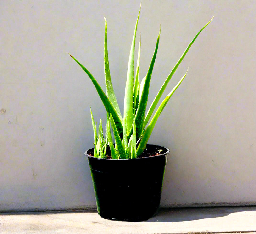 Aloe vera, Medicina Aloe, Savila Or الألوة فيرا