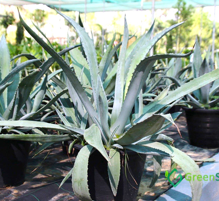 Agave Americana or Century Plant