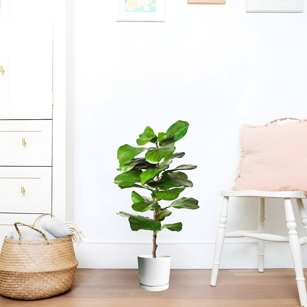 Ficus lyrata or Fiddle Leaf Fig