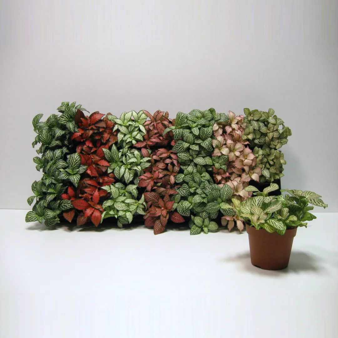 Fittonia, Nerve or Mosaic Plant 5-10cm Spread