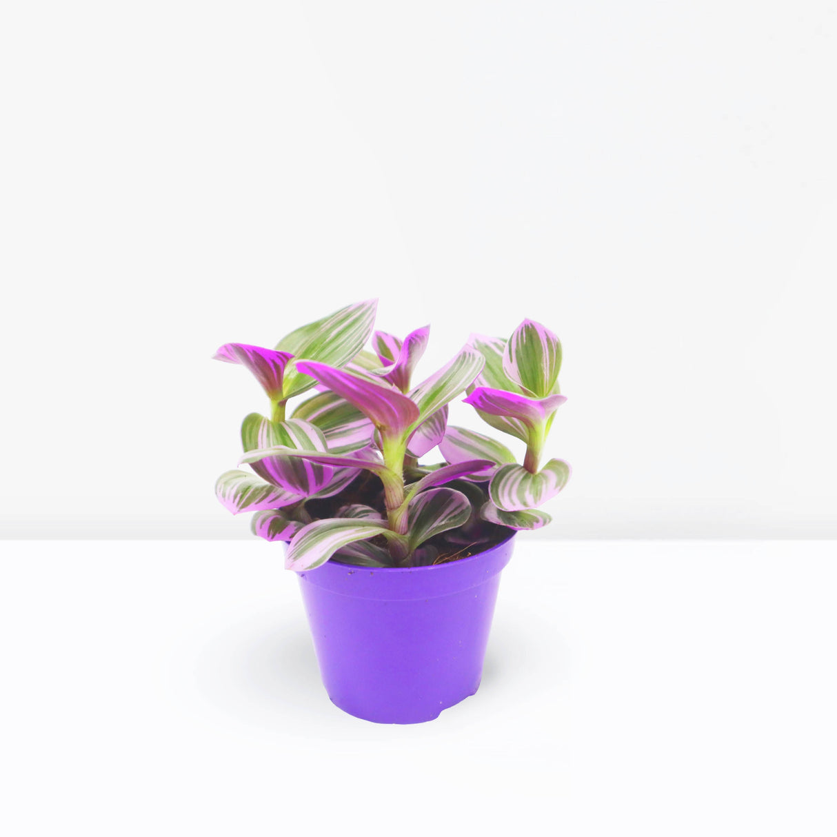 Tradescantia nanouk or Fantasy Venice