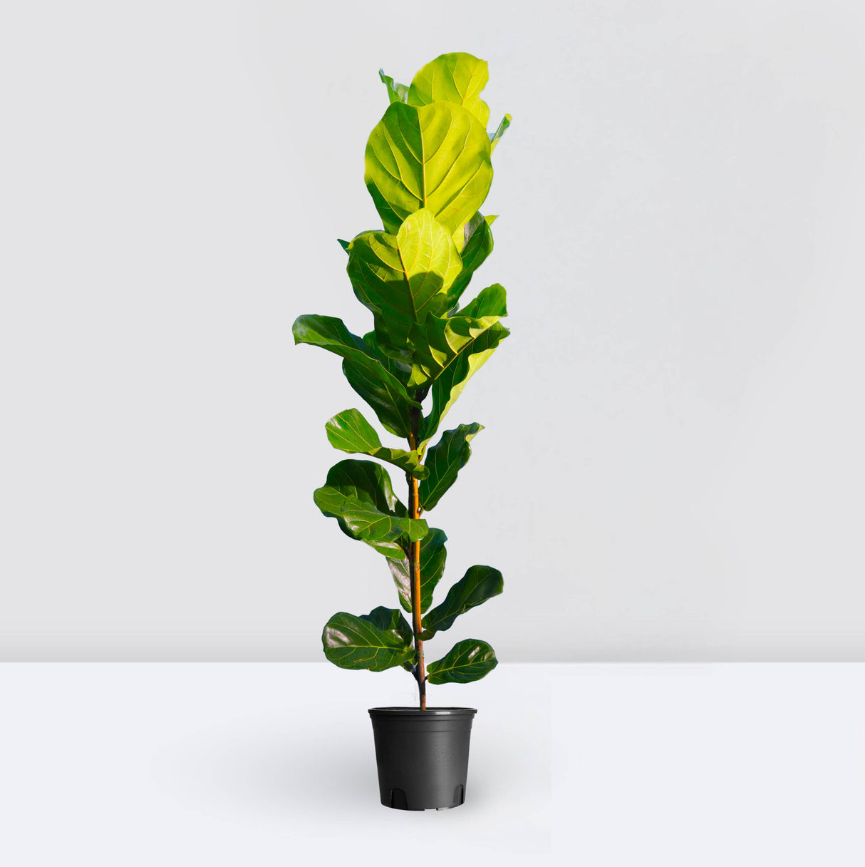 Ficus lyrata or Fiddle Leaf Fig