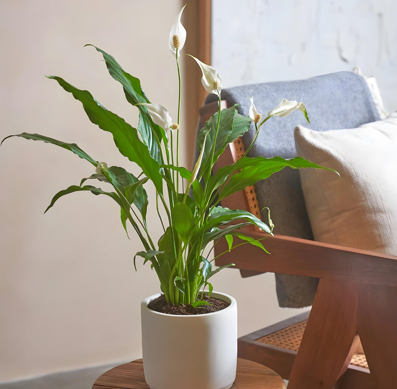 Spathiphyllum or Peace Lily "زنبق السلام"