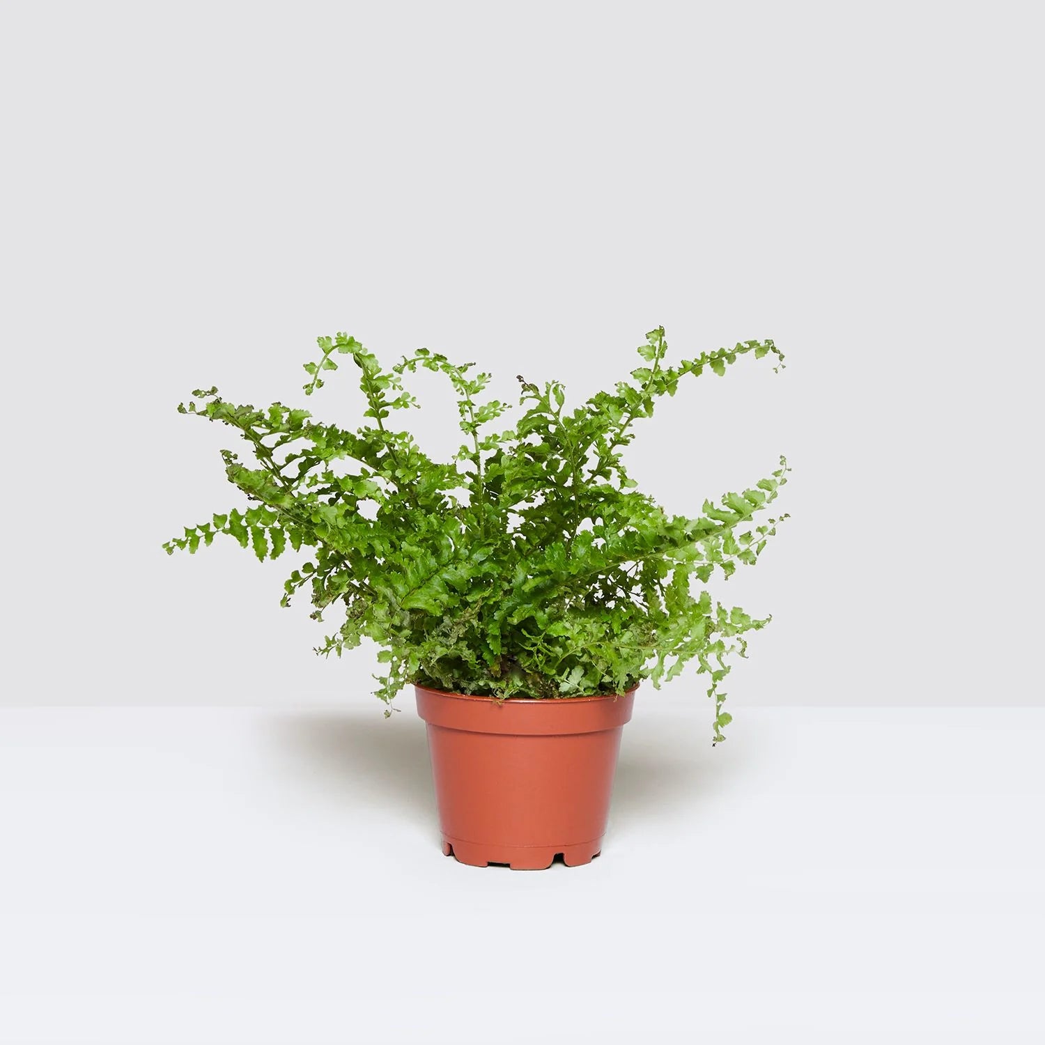 Nephrolepis exaltata "Green Lady", Boston Fern or Sword Fern