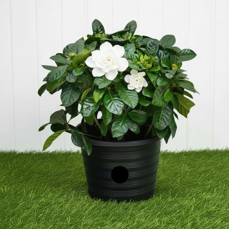 Gardenia jasminoides "Cape Jasmine" ياسمين (Outdoor)