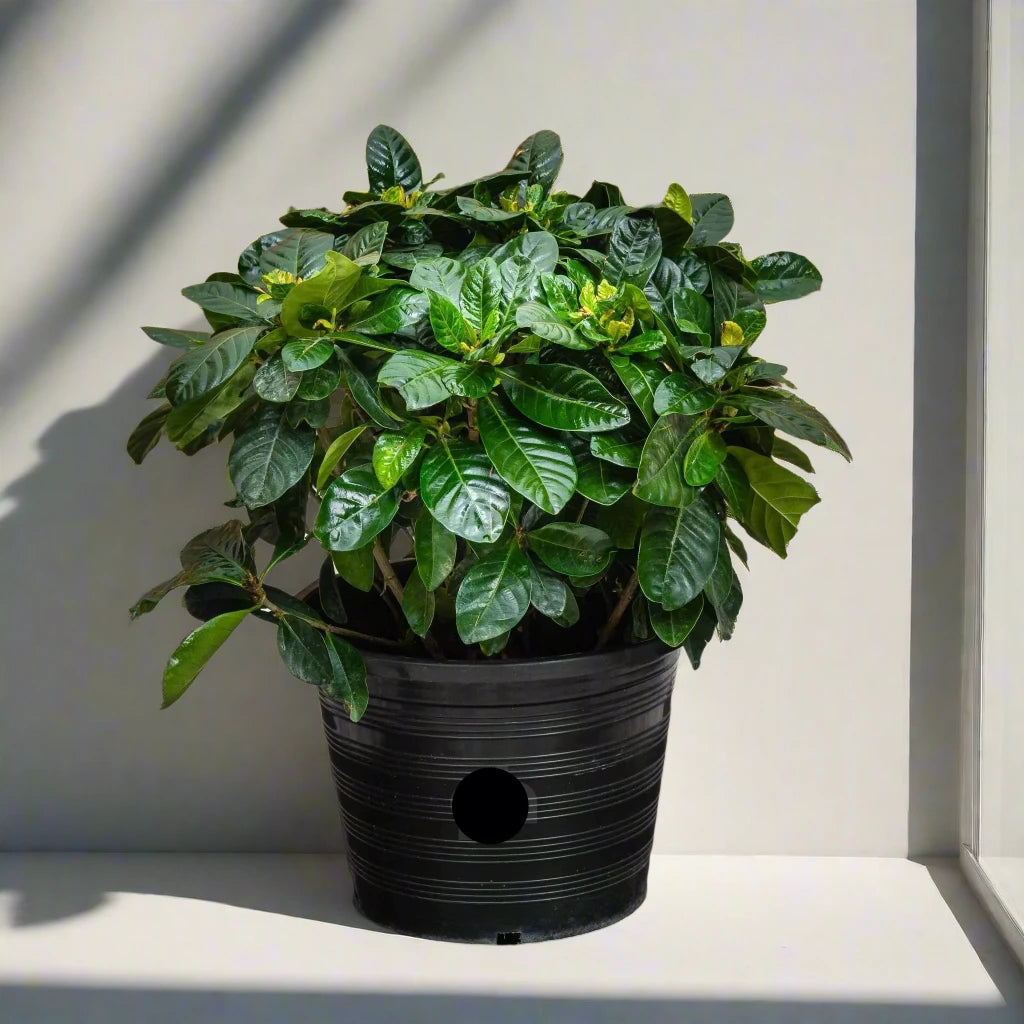 Gardenia jasminoides "Cape Jasmine" ياسمين (Outdoor)