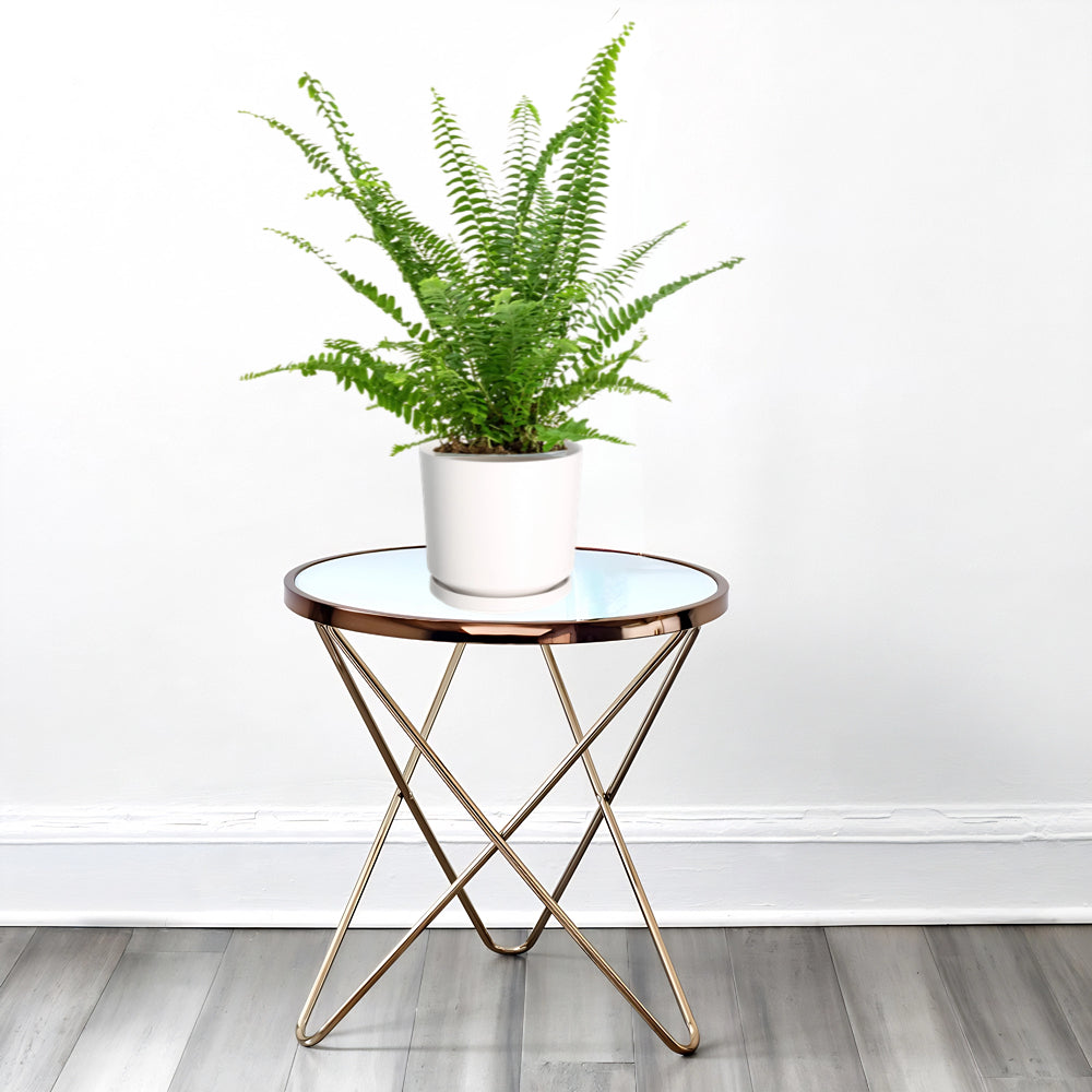 Nephrolepis exaltata "Green Lady", Boston Fern or Sword Fern