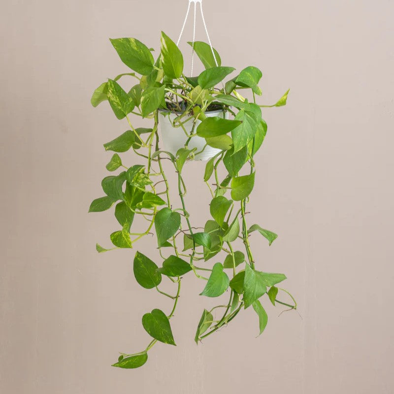 Hanging Money Plant "Epipremnum aureum"