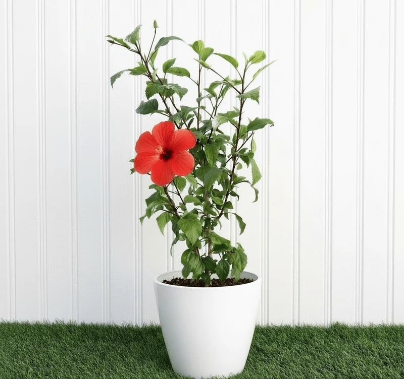 🌺 Hibiscus Rosa (Sinensis Red) | Dubai's Top China Rose Variety!