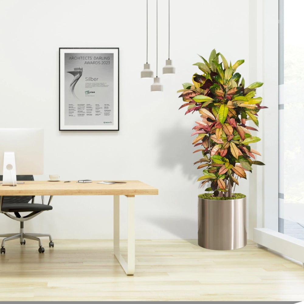 Codiaeum variegatum (Croton), Mrs Iceton