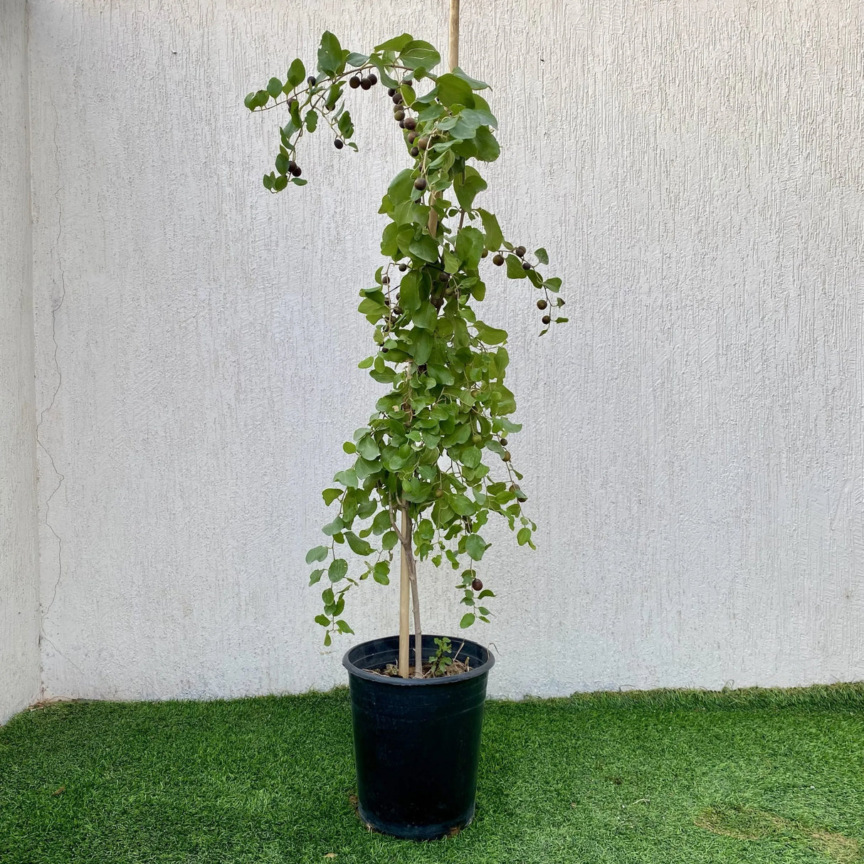 Ziziphus Milizi or Sidr Tree شجرة سدر (No Spine)
