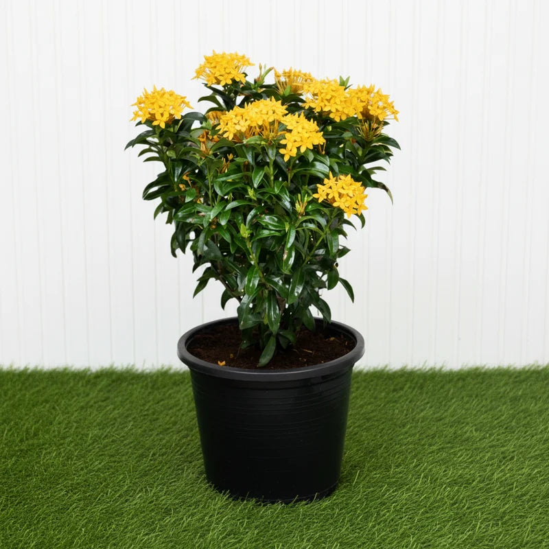 Ixora chinensis Yellow 25-50cm | Dubai Gardens Bright Beauty!