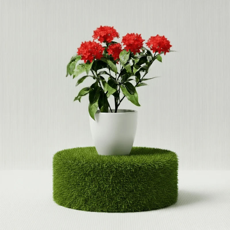 Ixora Coccinea Miniature 0.25-0.3m