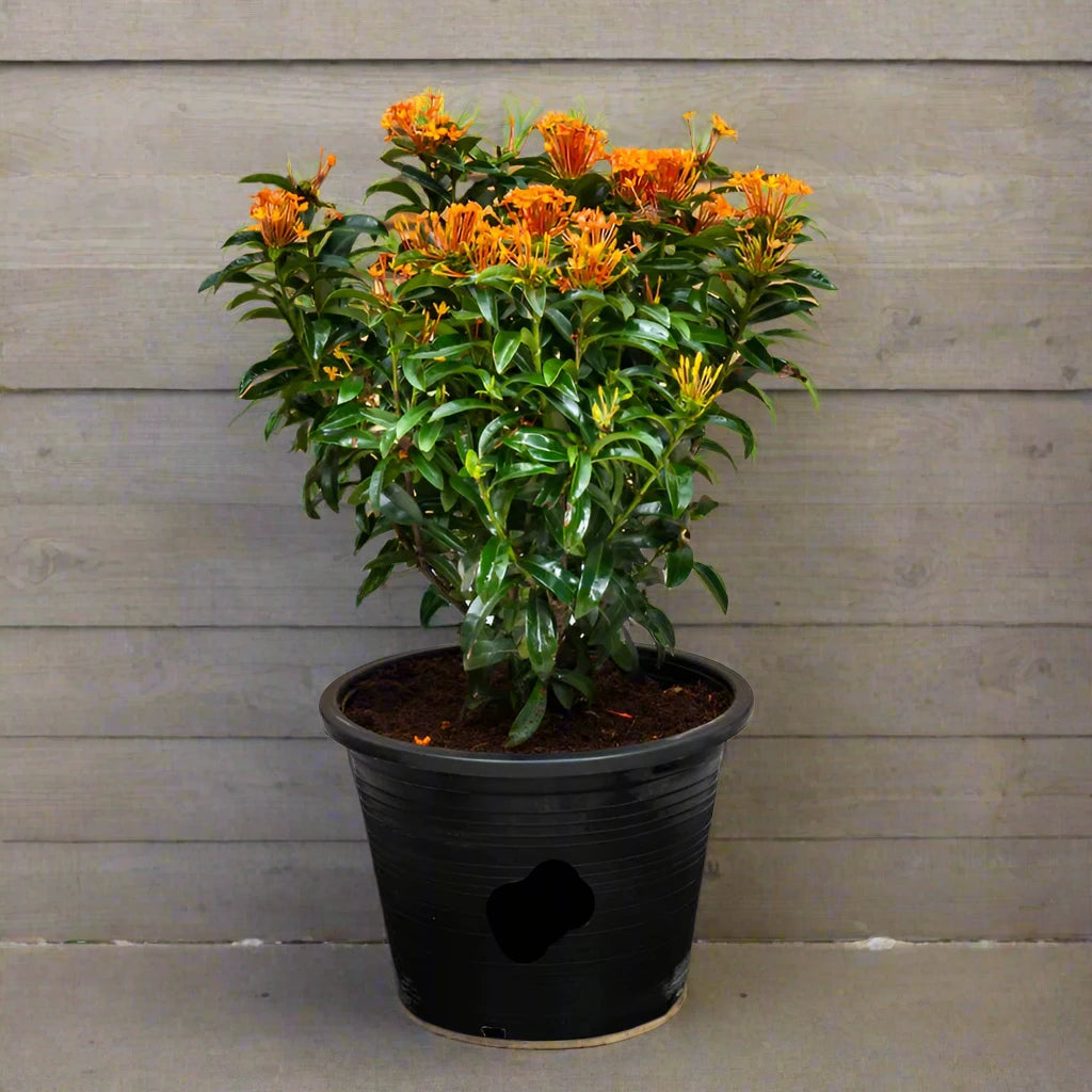 Ixora chinensis "Red" 20-60cm