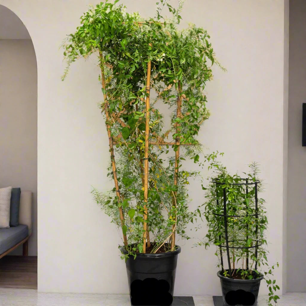 Jasminum grandiflora Or Jasmine Climber 0.8 - 1.5m