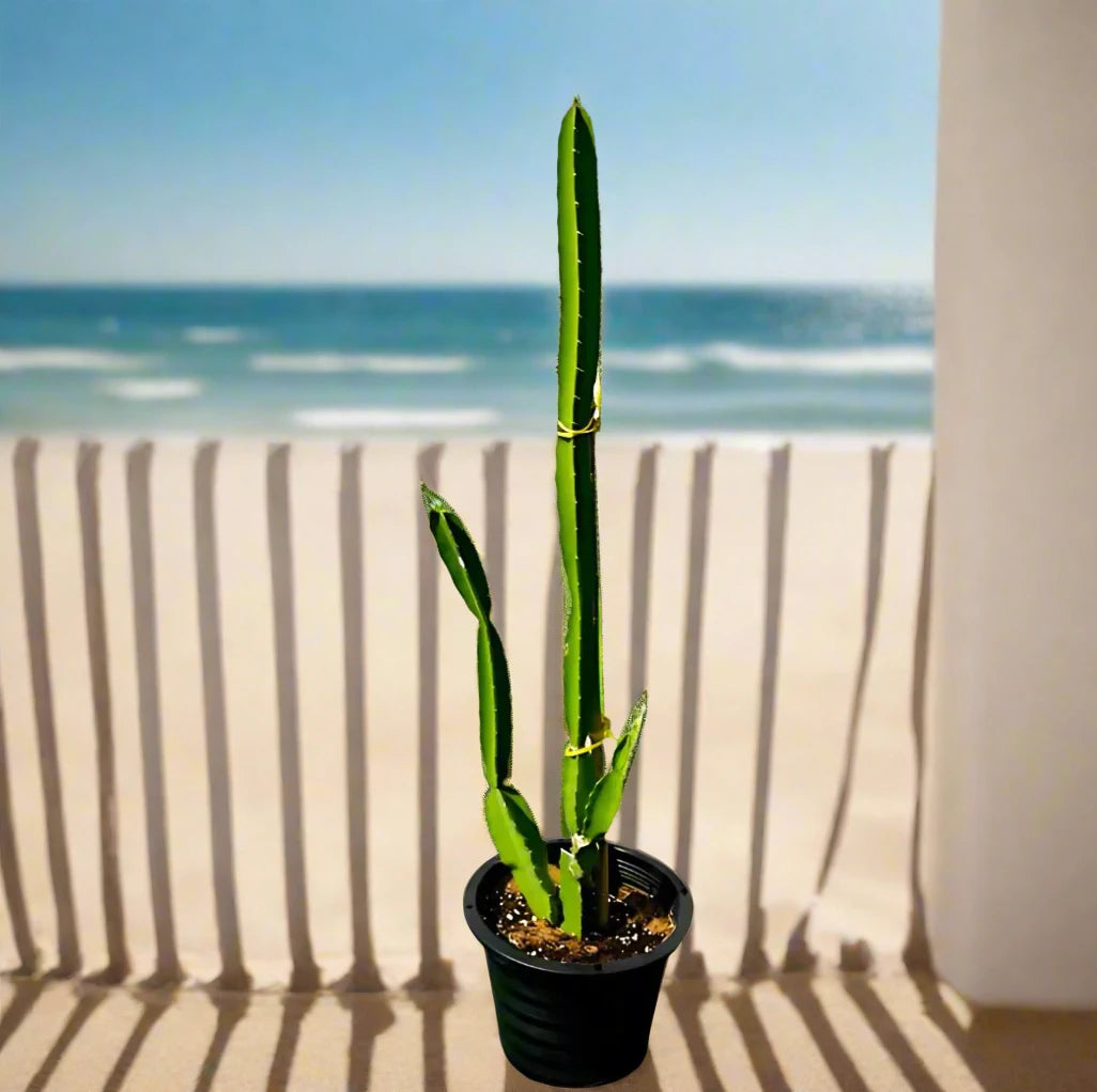 Pachycereus gaumeri or Kanzacam Cactus 0.4-0.6m