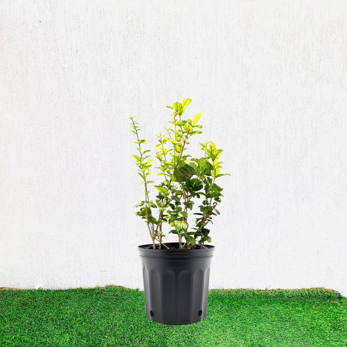 Labnani Jasmine "Jasminum Labnani" 0.5-0.6m