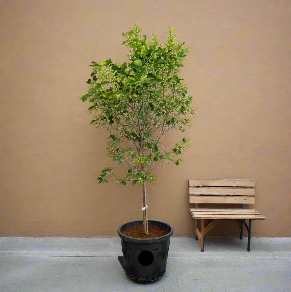 Citrus Lemon Spain "Lemon Tree" 1.0m-2.0m ليمون