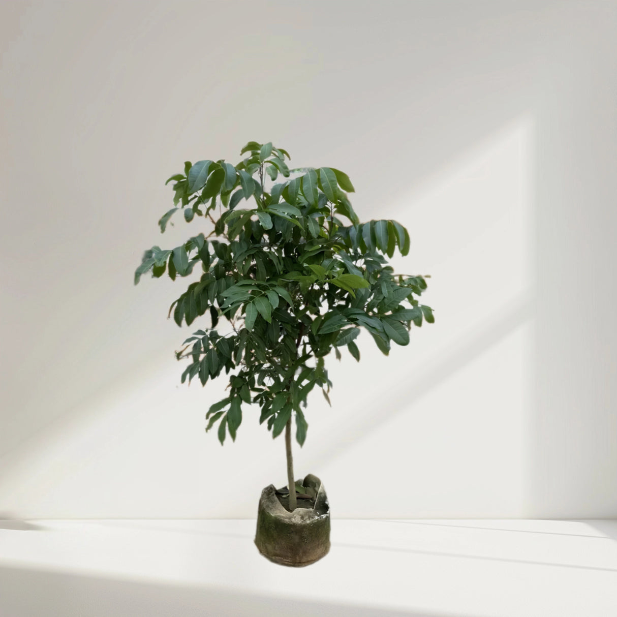 Longan Fruit 1.2-1.5m