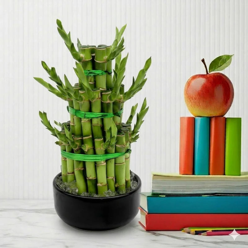 Lucky Bamboo Steps